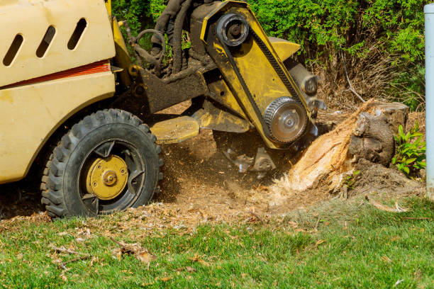 Best Tree Disease Treatment  in Pinehurst, TX